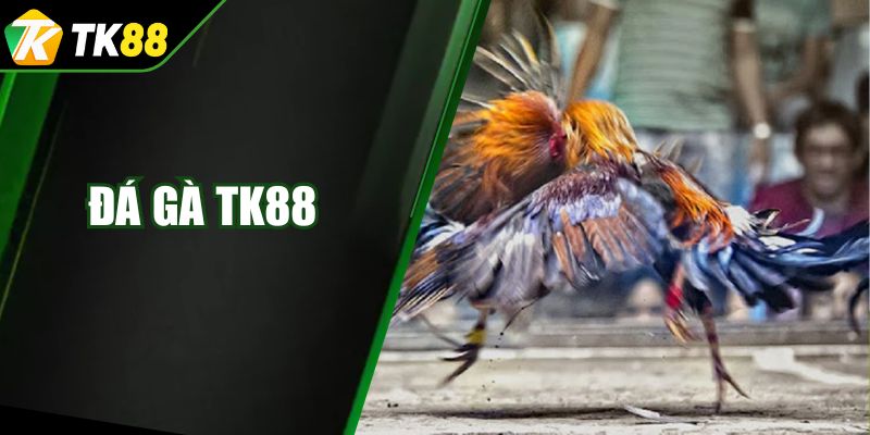 Đá Gà TK88 - Sân Chơi Cược Chọi Kê Hàng Đầu Hiện Nay